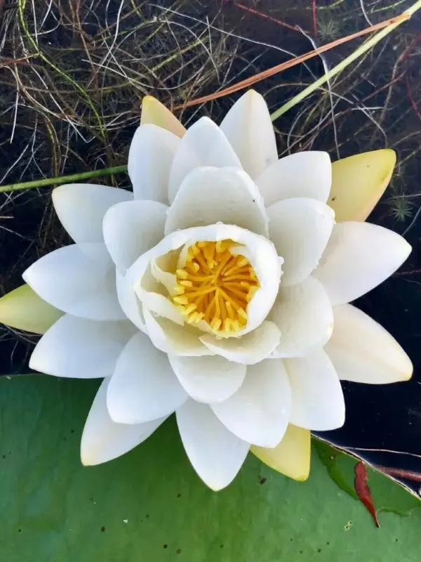A white flower with yellow center and green leaves.