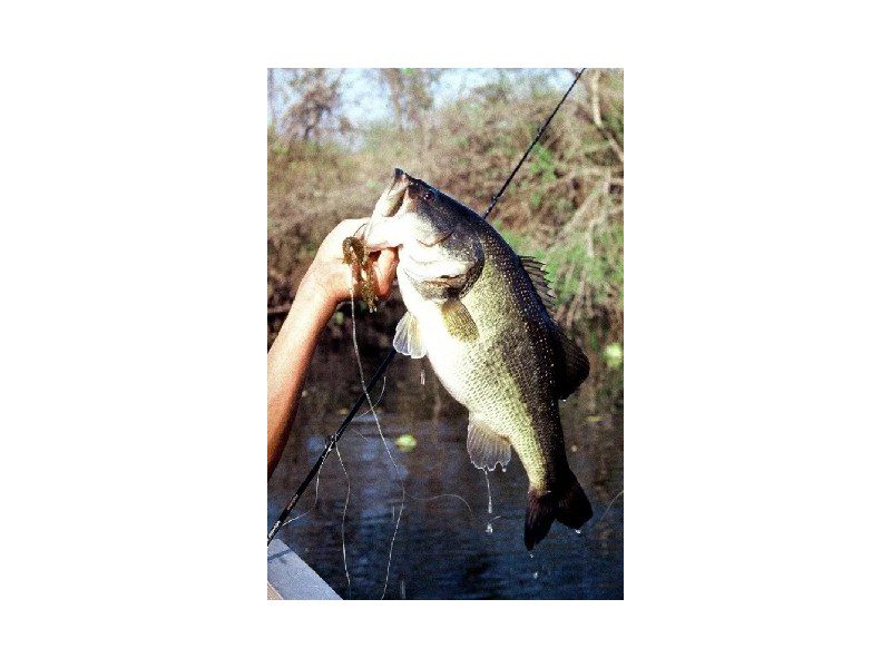 A person holding a large fish in their hand.